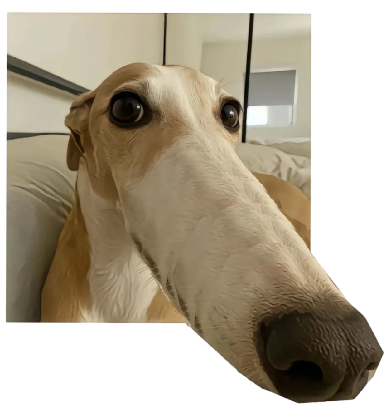 Long Nose Dog